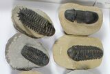 Lot: Assorted Devonian Trilobites - Pieces #92168-1